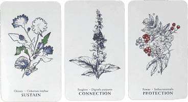 Chicory, Foxglove, and Rowan cards from The Hedgewitch Botanical Oracle