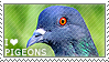 pigeon